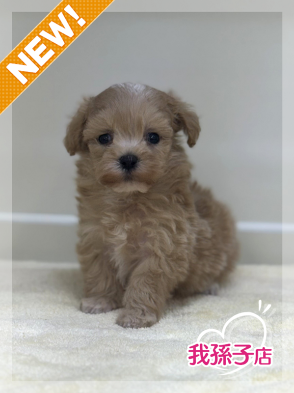 千葉県のマルプー(マルチーズ×プードル) (かねだい我孫子店/2025年10月3日生まれ/男の子/アプリコット)の子犬