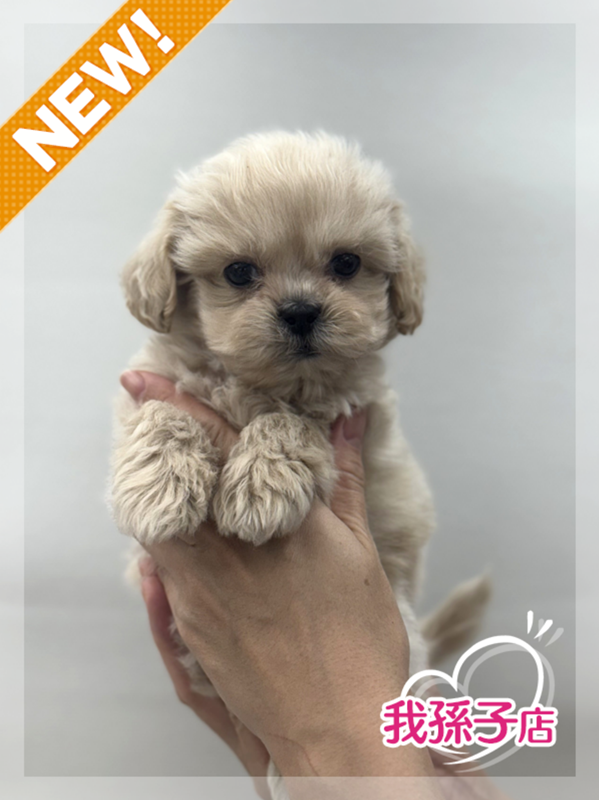 千葉県のペキプー(ペキニーズ×プードル) (かねだい我孫子店/2025年10月3日生まれ/男の子/その他色)の子犬の1枚目の画像