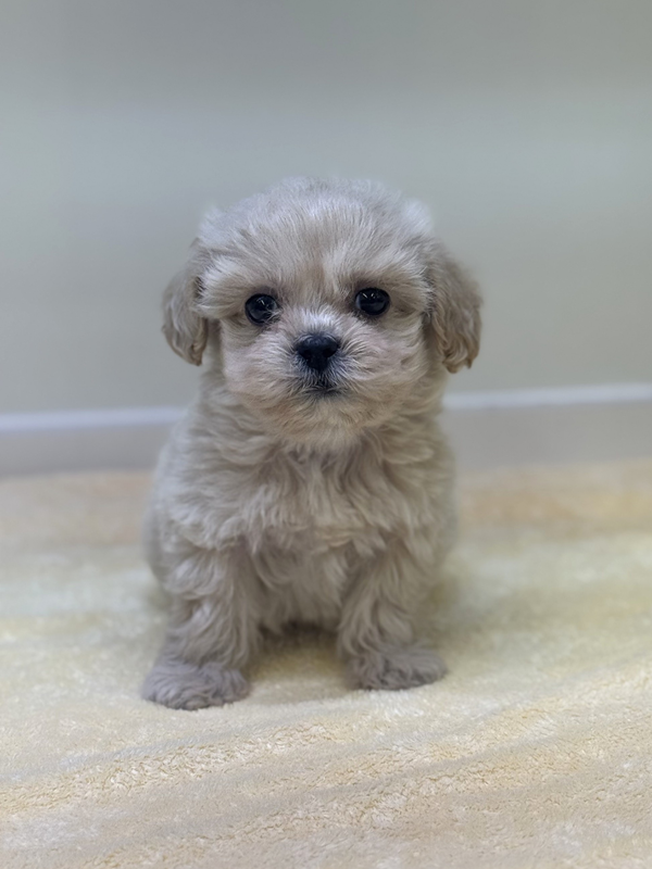 千葉県のペキプー(ペキニーズ×プードル) (かねだい我孫子店/2025年10月3日生まれ/男の子/その他色)の子犬の2枚目の画像