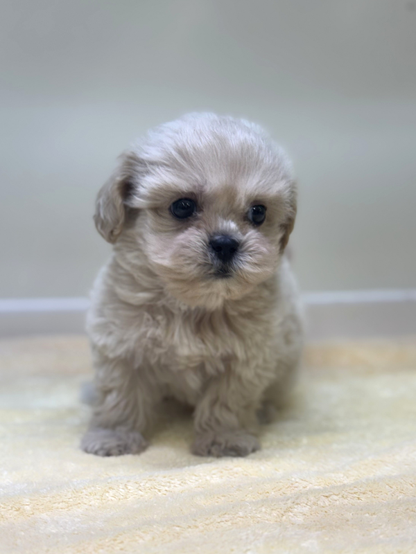 千葉県のペキプー(ペキニーズ×プードル) (かねだい我孫子店/2025年10月3日生まれ/男の子/その他色)の子犬の3枚目の画像