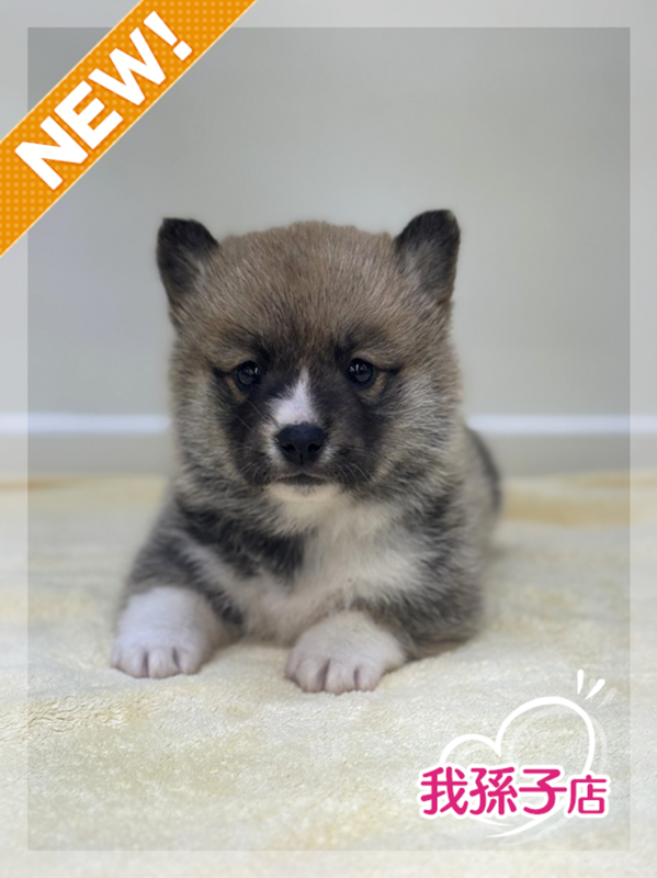 千葉県のハーフ犬・ミックス犬 (かねだい我孫子店/2025年10月4日生まれ/女の子/レッドホワイト)の子犬の1枚目の画像