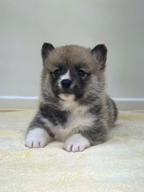 千葉県のハーフ犬・ミックス犬 (かねだい我孫子店/2025年10月4日生まれ/女の子/レッドホワイト)の子犬の2枚目の画像