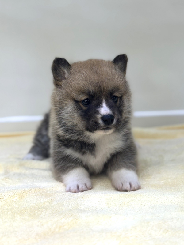 千葉県のハーフ犬・ミックス犬 (かねだい我孫子店/2025年10月4日生まれ/女の子/レッドホワイト)の子犬の3枚目の画像