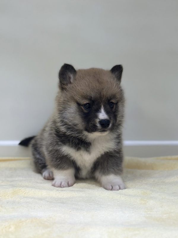 千葉県のハーフ犬・ミックス犬 (かねだい我孫子店/2025年10月4日生まれ/女の子/レッドホワイト)の子犬の4枚目の画像