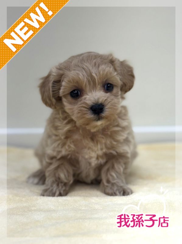 千葉県のマルプー(マルチーズ×プードル) (かねだい我孫子店/2025年10月3日生まれ/女の子/クリーム)の子犬