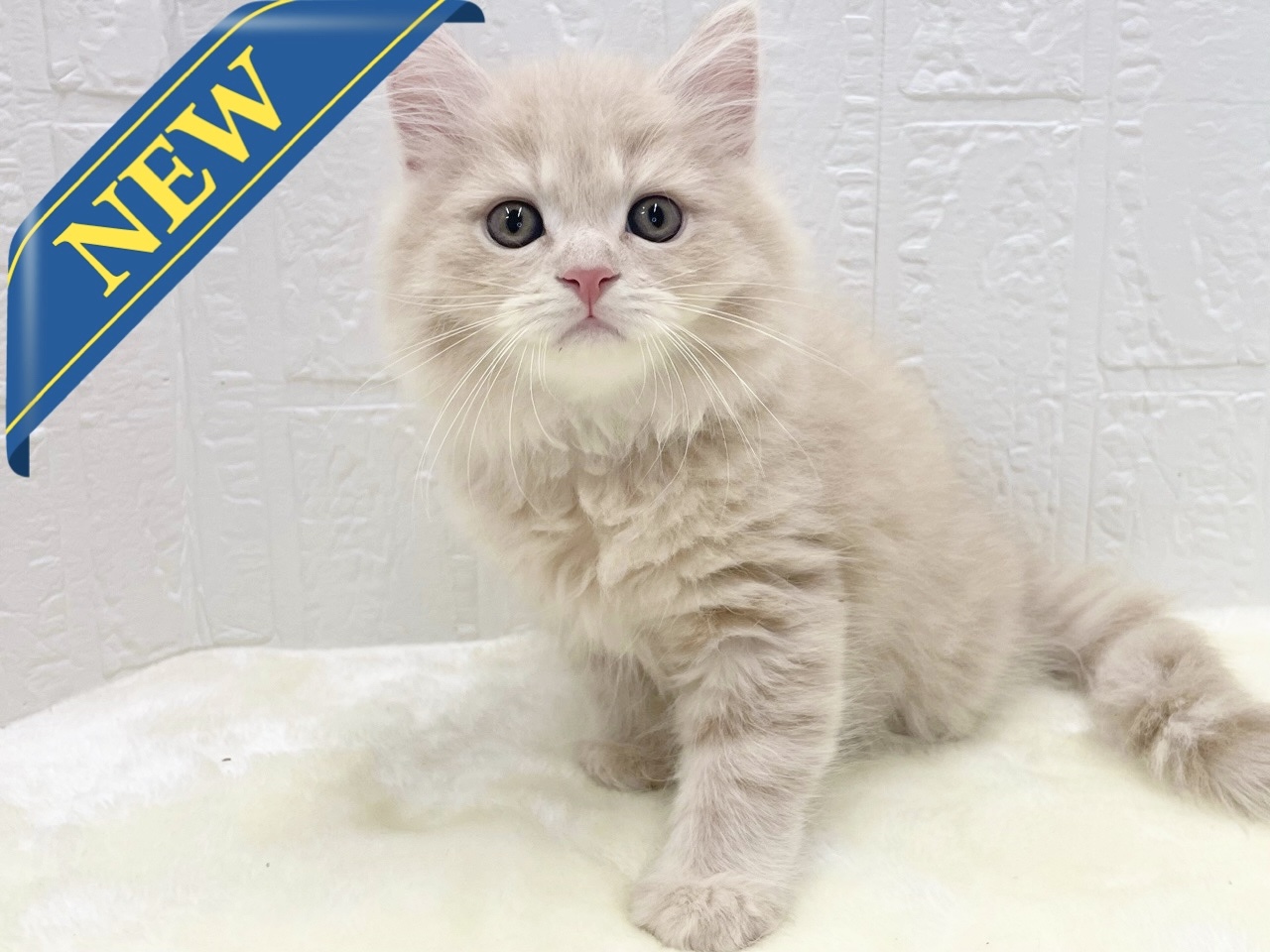 東京都のマンチカン (かねだい青梅店/2025年10月4日生まれ/男の子/クリームタビー)の子猫の1枚目の画像