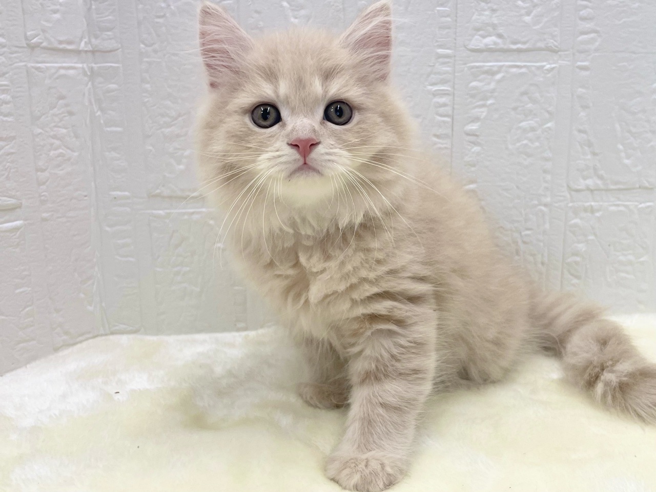 東京都のマンチカン (かねだい青梅店/2025年10月4日生まれ/男の子/クリームタビー)の子猫の2枚目の画像