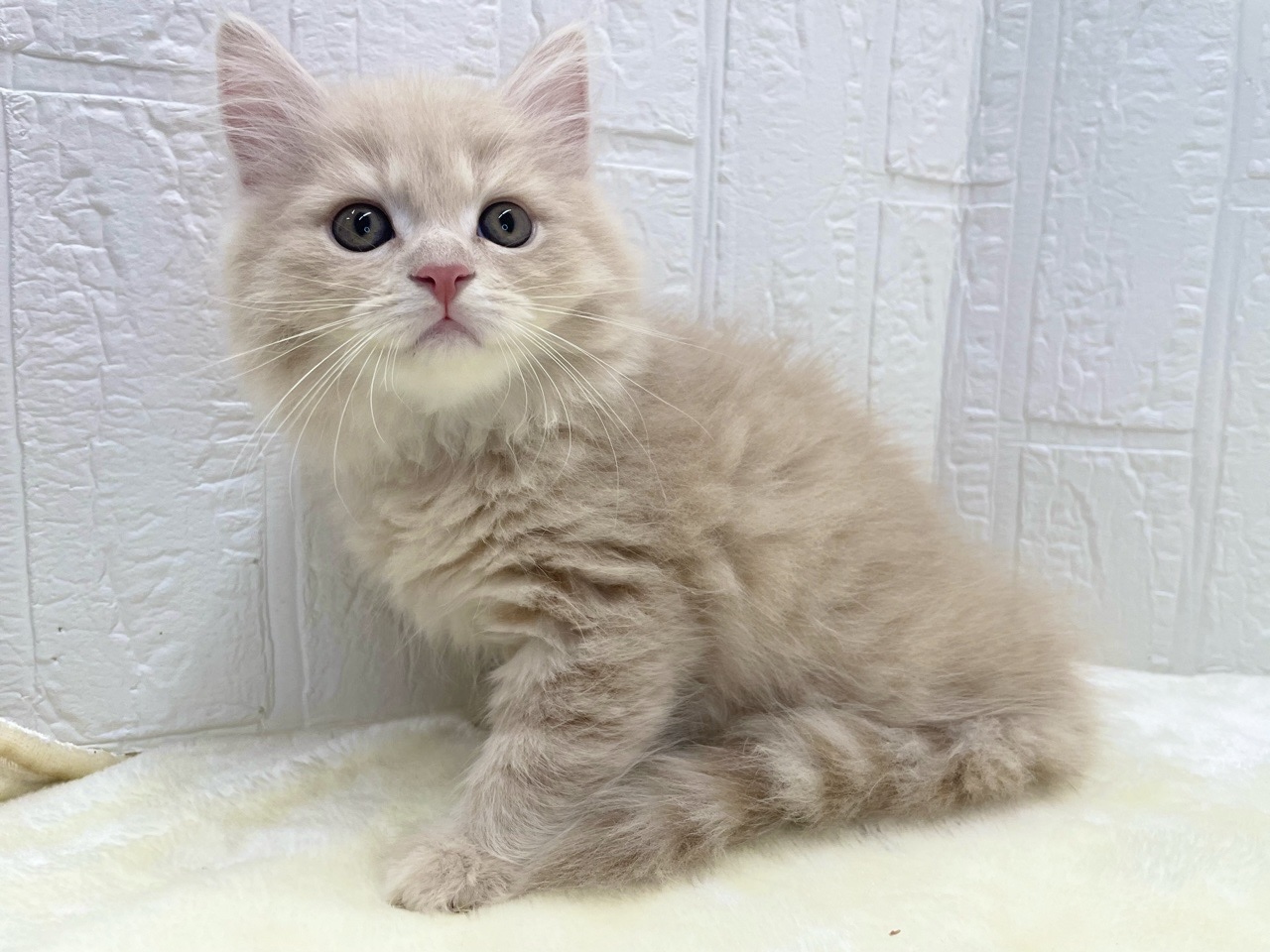 東京都のマンチカン (かねだい青梅店/2025年10月4日生まれ/男の子/クリームタビー)の子猫の3枚目の画像