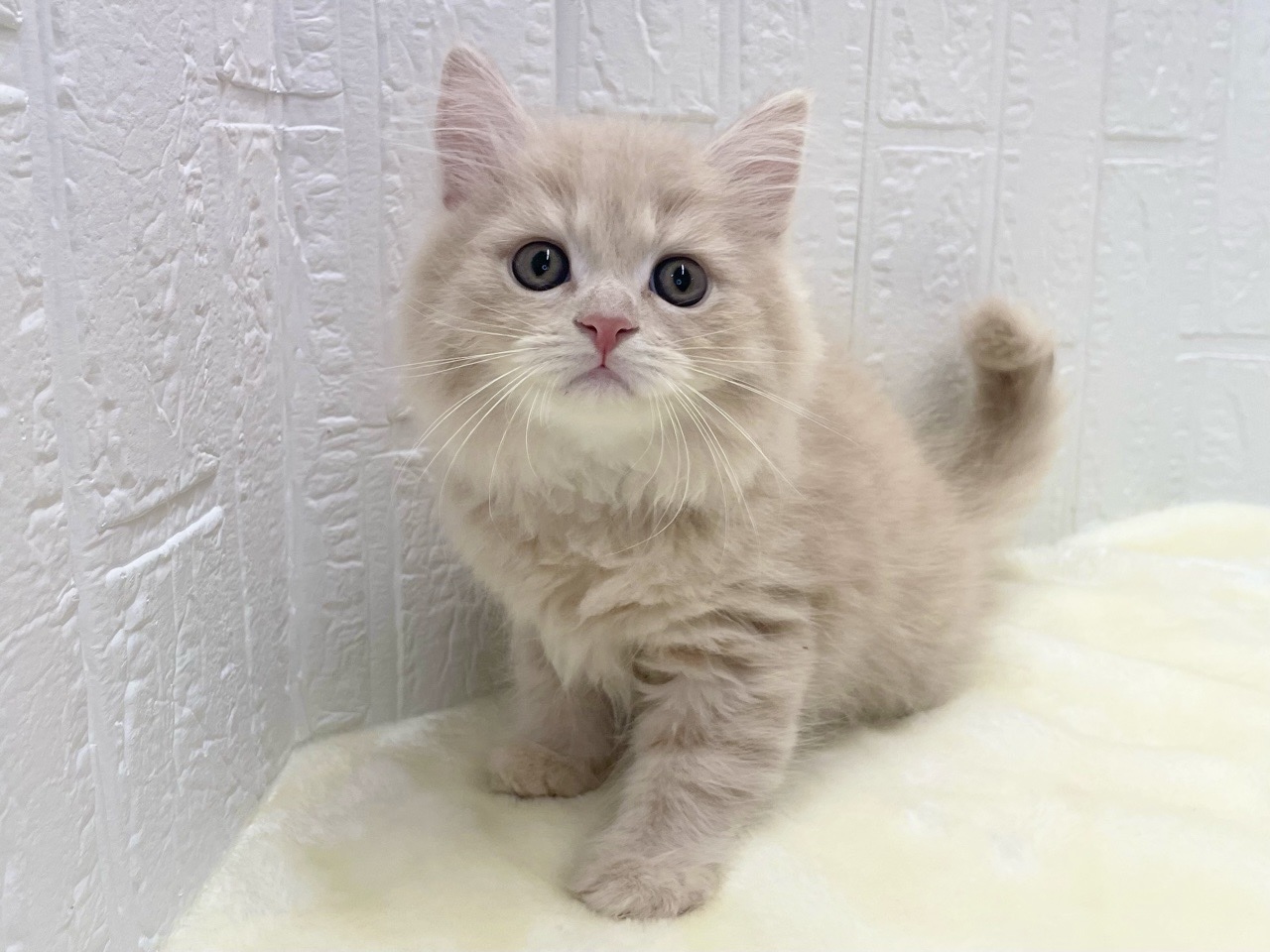 東京都のマンチカン (かねだい青梅店/2025年10月4日生まれ/男の子/クリームタビー)の子猫の4枚目の画像