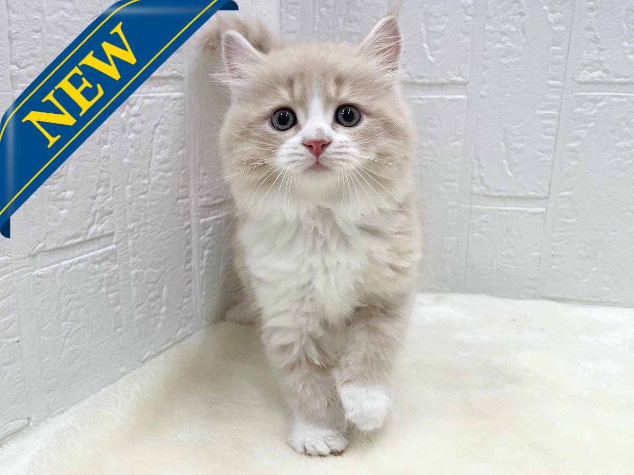 東京都のマンチカン (かねだい青梅店/2025年10月5日生まれ/男の子/クリームタビーホワイト)の子猫の1枚目の画像