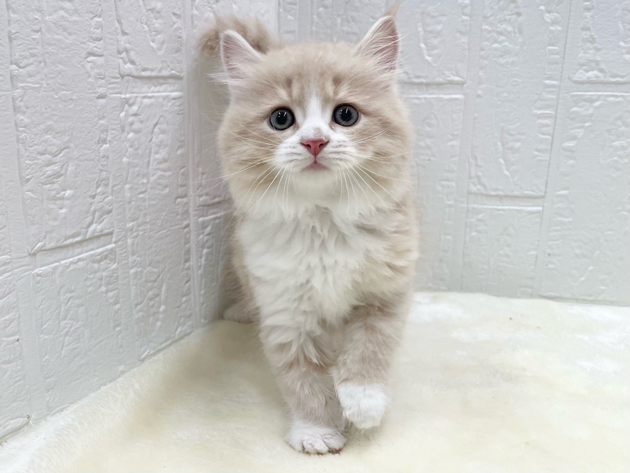 東京都のマンチカン (かねだい青梅店/2025年10月5日生まれ/男の子/クリームタビーホワイト)の子猫の2枚目の画像