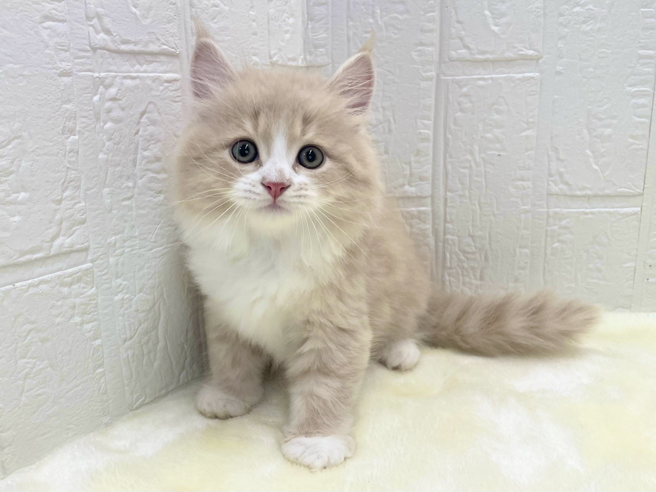 東京都のマンチカン (かねだい青梅店/2025年10月5日生まれ/男の子/クリームタビーホワイト)の子猫の3枚目の画像