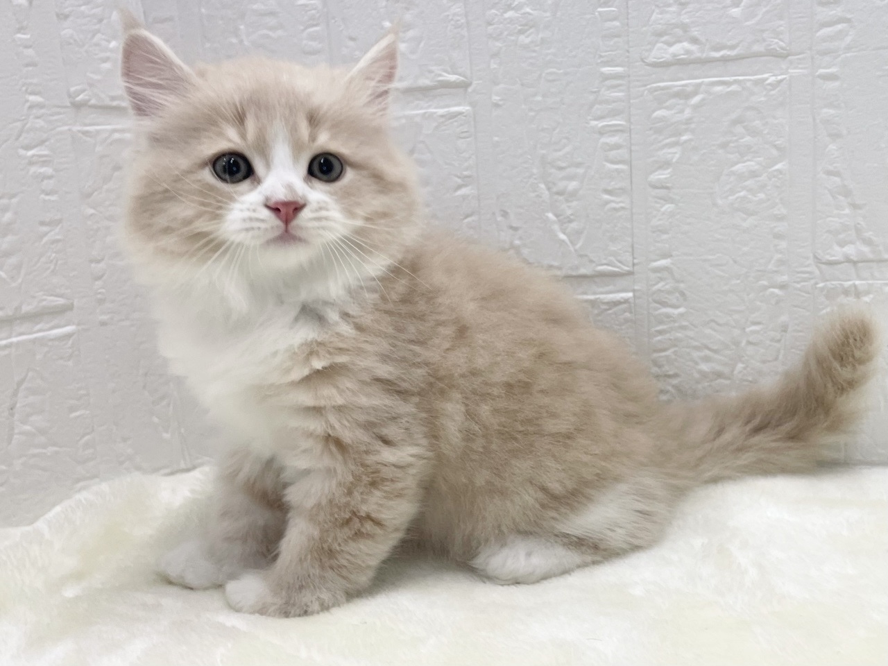 東京都のマンチカン (かねだい青梅店/2025年10月5日生まれ/男の子/クリームタビーホワイト)の子猫の4枚目の画像