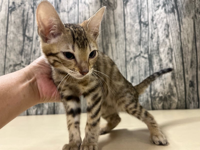 埼玉県のベンガル (かねだいアクアパーク店/2025年9月25日生まれ/女の子/ブラウンスポットタビー)の子猫