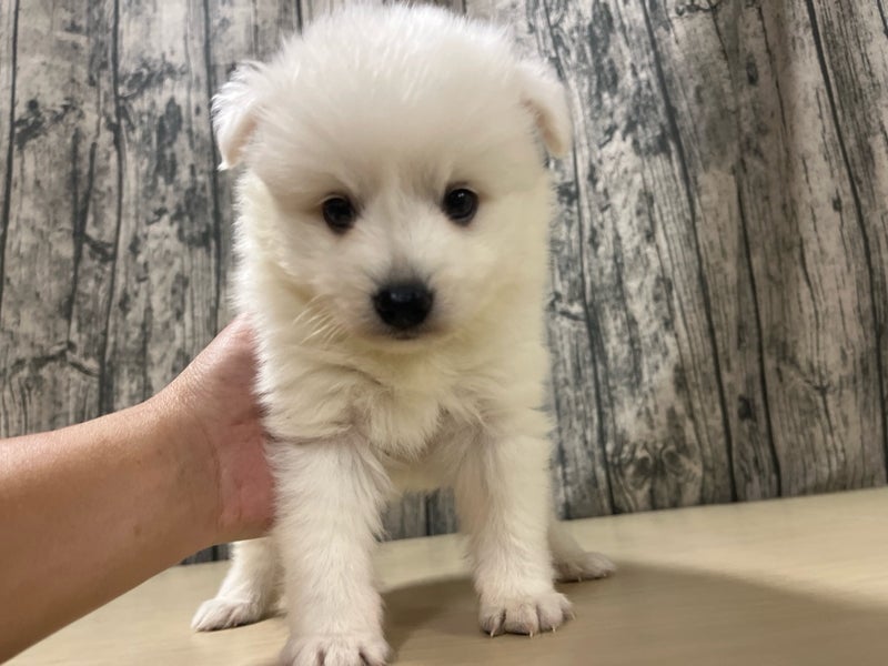 埼玉県の日本スピッツ (かねだいアクアパーク店/2025年10月5日生まれ/男の子/ホワイト)の子犬