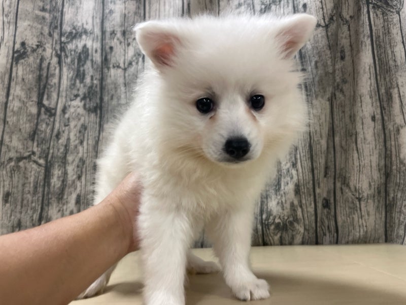 埼玉県の日本スピッツ (かねだいアクアパーク店/2025年9月27日生まれ/女の子/ホワイト)の子犬