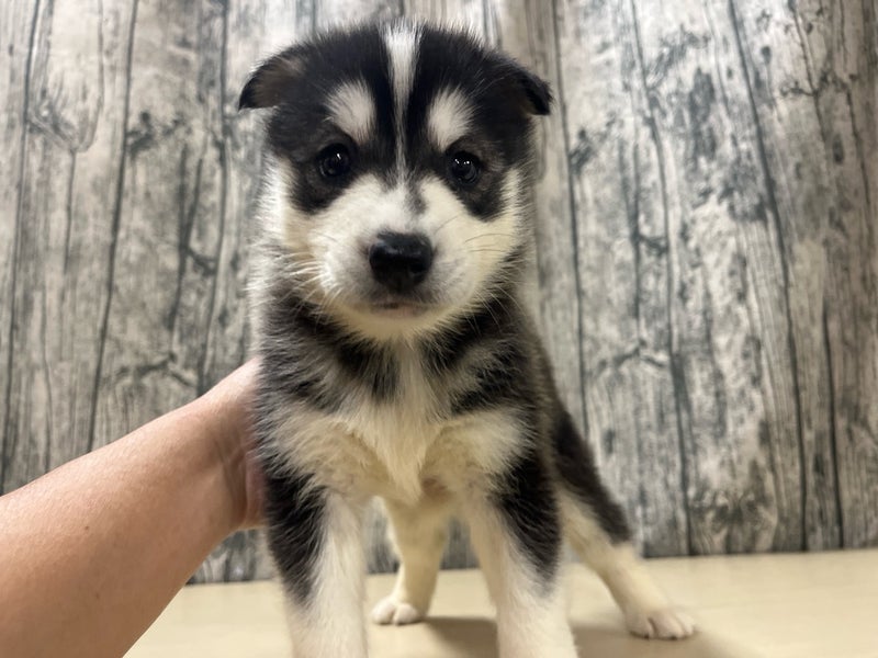 埼玉県のハーフ犬・ミックス犬 (かねだいアクアパーク店/2025年10月3日生まれ/女の子/ブラックホワイト)の子犬