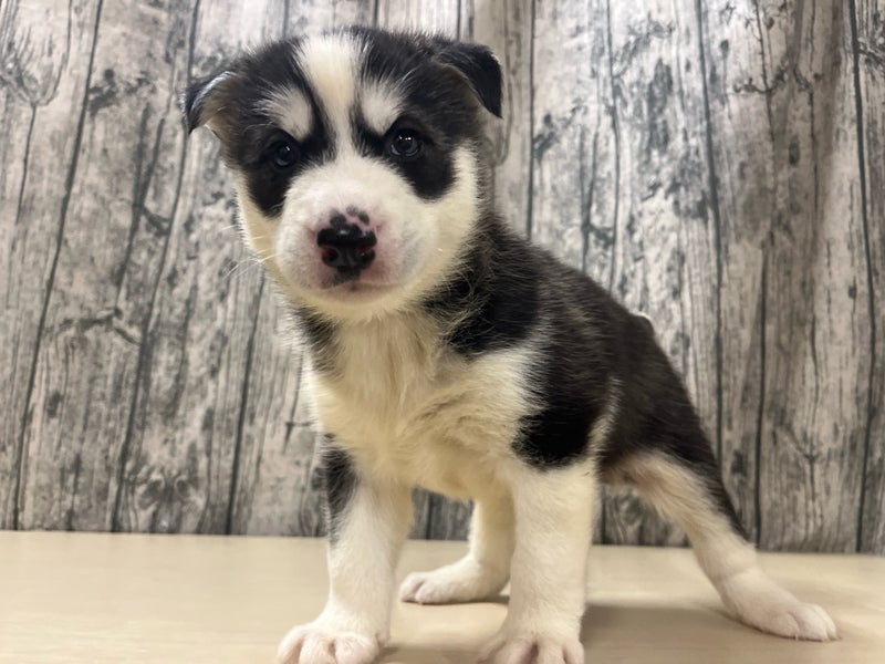 埼玉県のハーフ犬・ミックス犬 (かねだいアクアパーク店/2025年10月3日生まれ/男の子/ブラックホワイト)の子犬