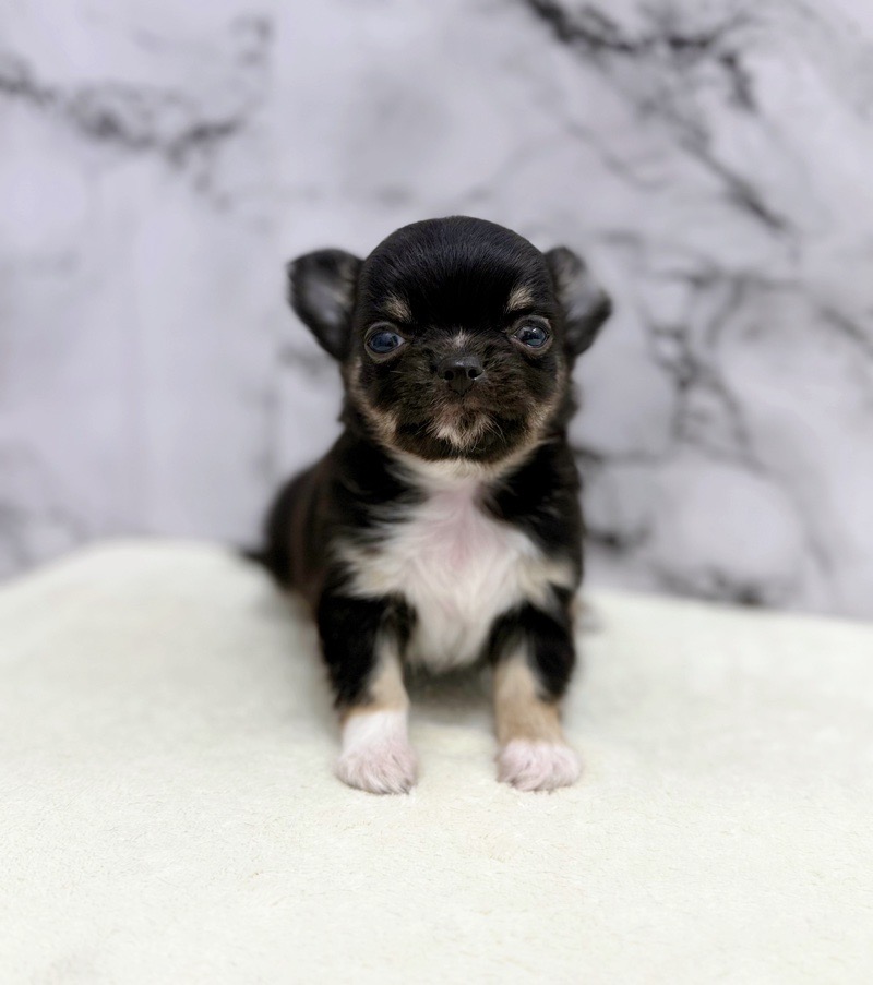 神奈川県のチワワ(ロング) (かねだい東戸塚店/2025年10月4日生まれ/男の子/ブラックタンホワイト)の子犬の1枚目の画像
