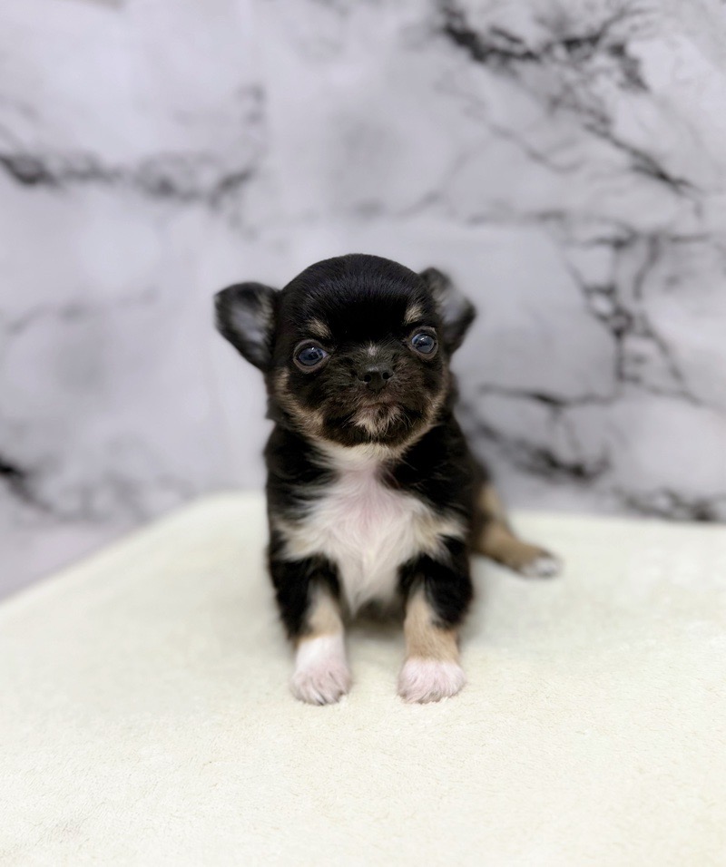 神奈川県のチワワ(ロング) (かねだい東戸塚店/2025年10月4日生まれ/男の子/ブラックタンホワイト)の子犬の2枚目の画像
