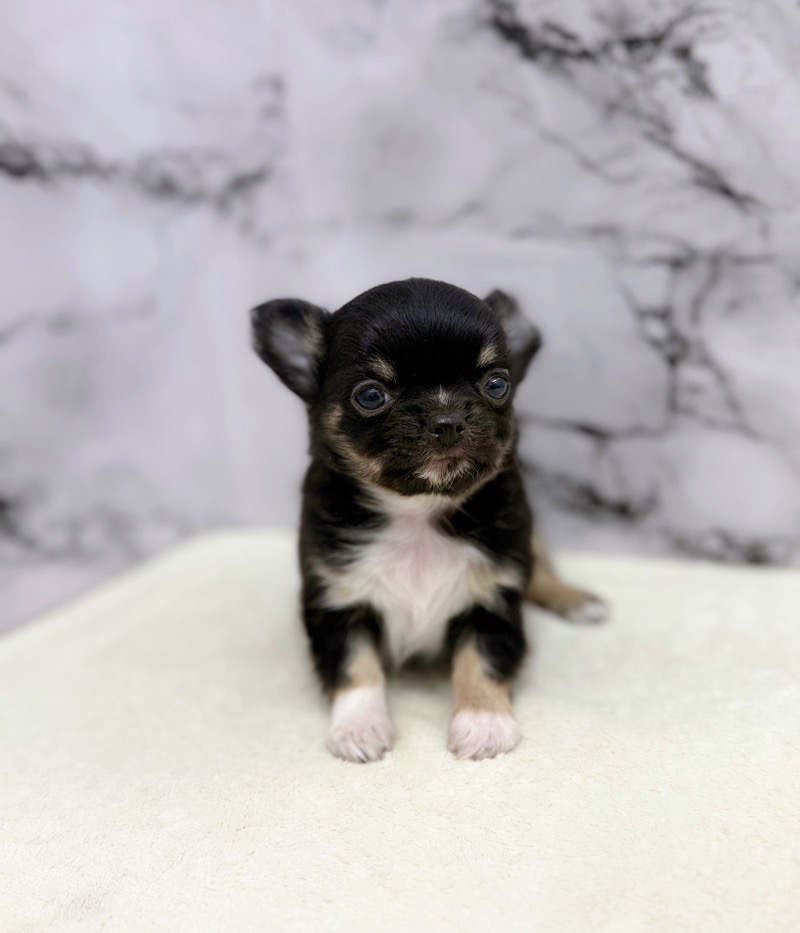 神奈川県のチワワ(ロング) (かねだい東戸塚店/2025年10月4日生まれ/男の子/ブラックタンホワイト)の子犬の3枚目の画像