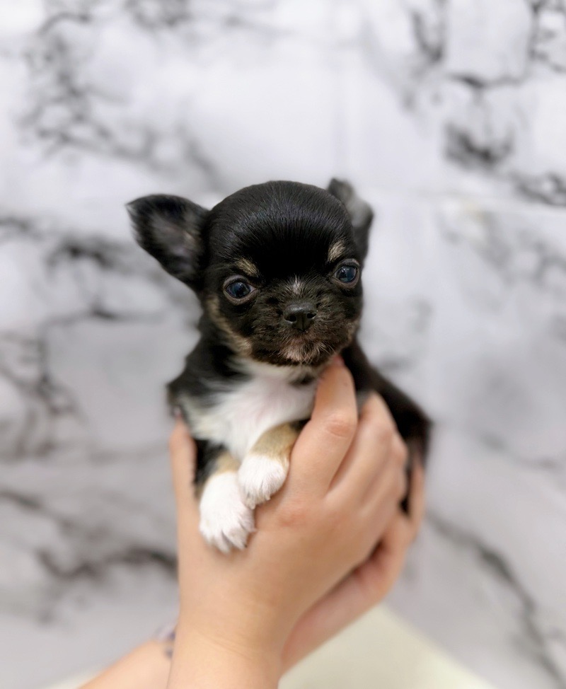神奈川県のチワワ(ロング) (かねだい東戸塚店/2025年10月4日生まれ/男の子/ブラックタンホワイト)の子犬の4枚目の画像