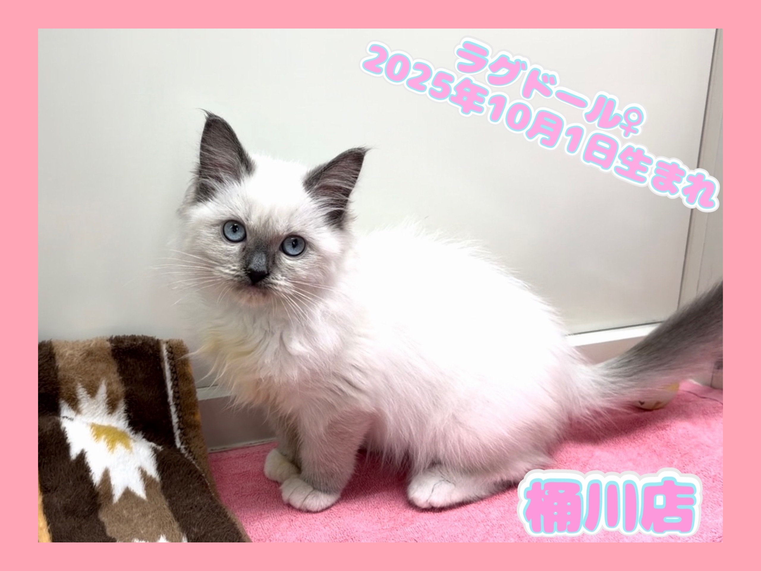 埼玉県のラグドール (かねだい桶川店/2025年10月1日生まれ/女の子/ブルーポイントミテッド)の子猫の1枚目の画像