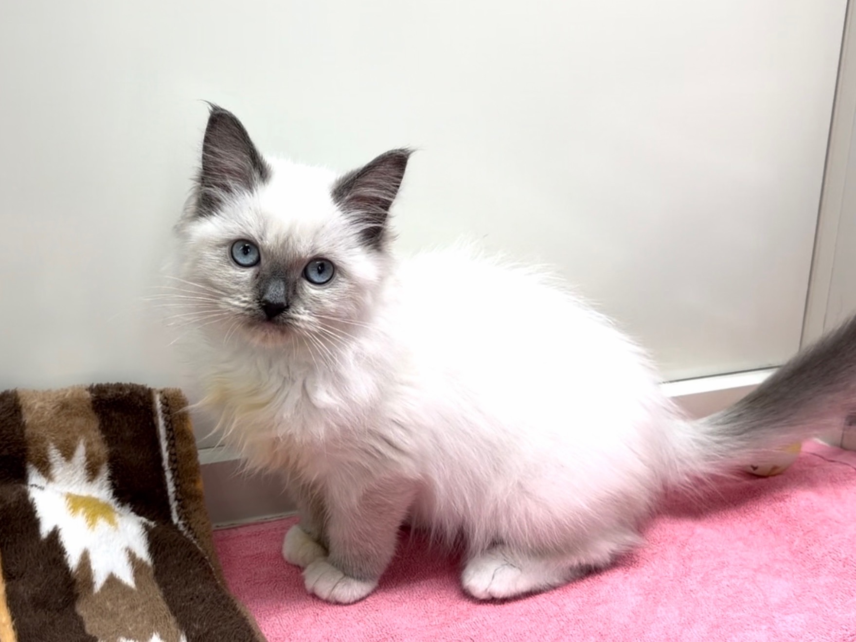 埼玉県のラグドール (かねだい桶川店/2025年10月1日生まれ/女の子/ブルーポイントミテッド)の子猫の2枚目の画像