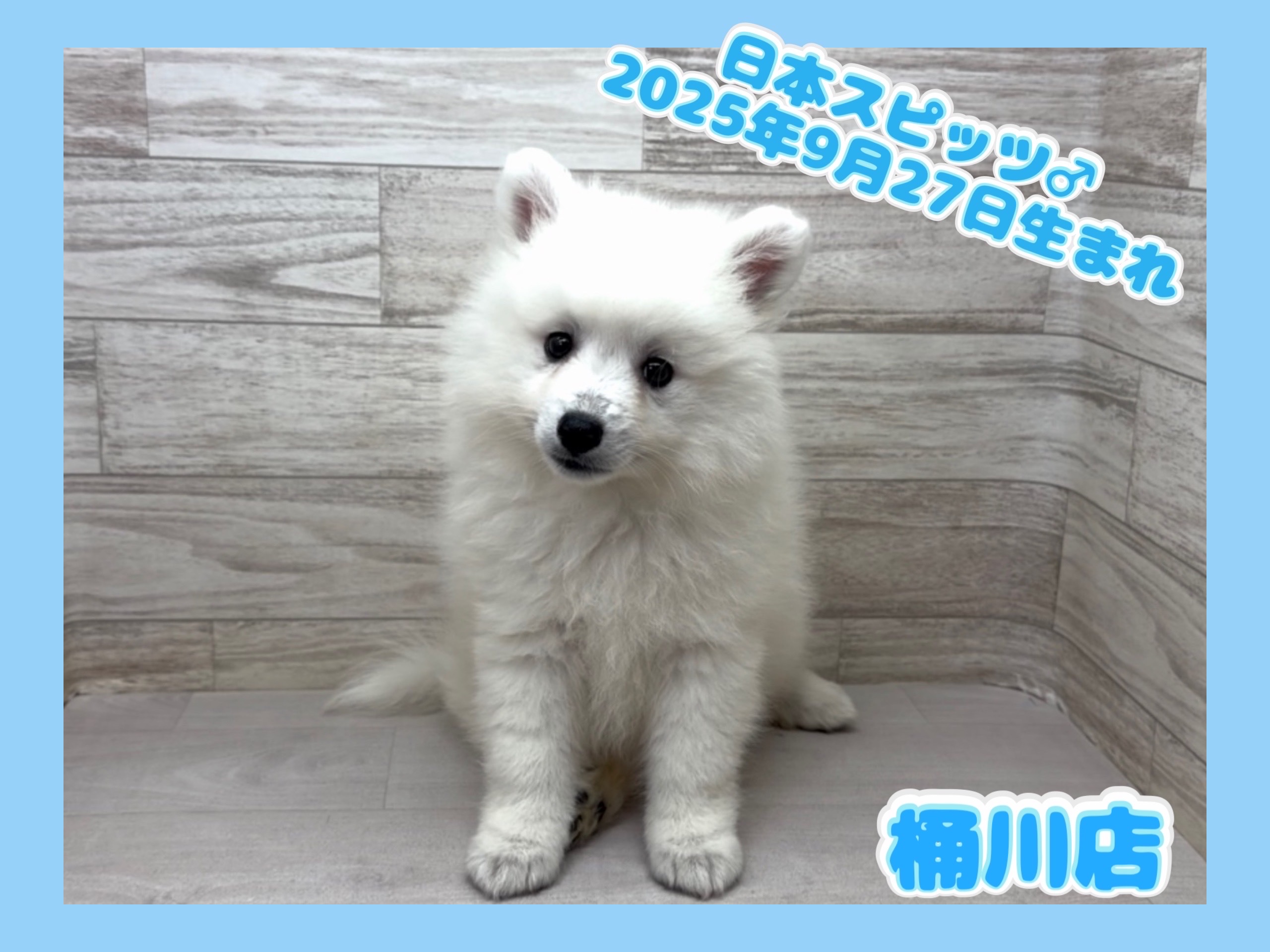 埼玉県の日本スピッツ (かねだい桶川店/2025年9月27日生まれ/男の子/ホワイト)の子犬の1枚目の画像