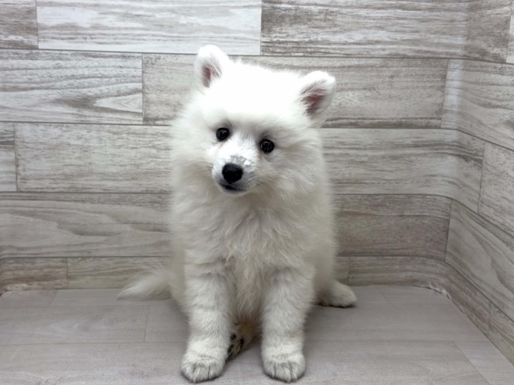 埼玉県の日本スピッツ (かねだい桶川店/2025年9月27日生まれ/男の子/ホワイト)の子犬の2枚目の画像