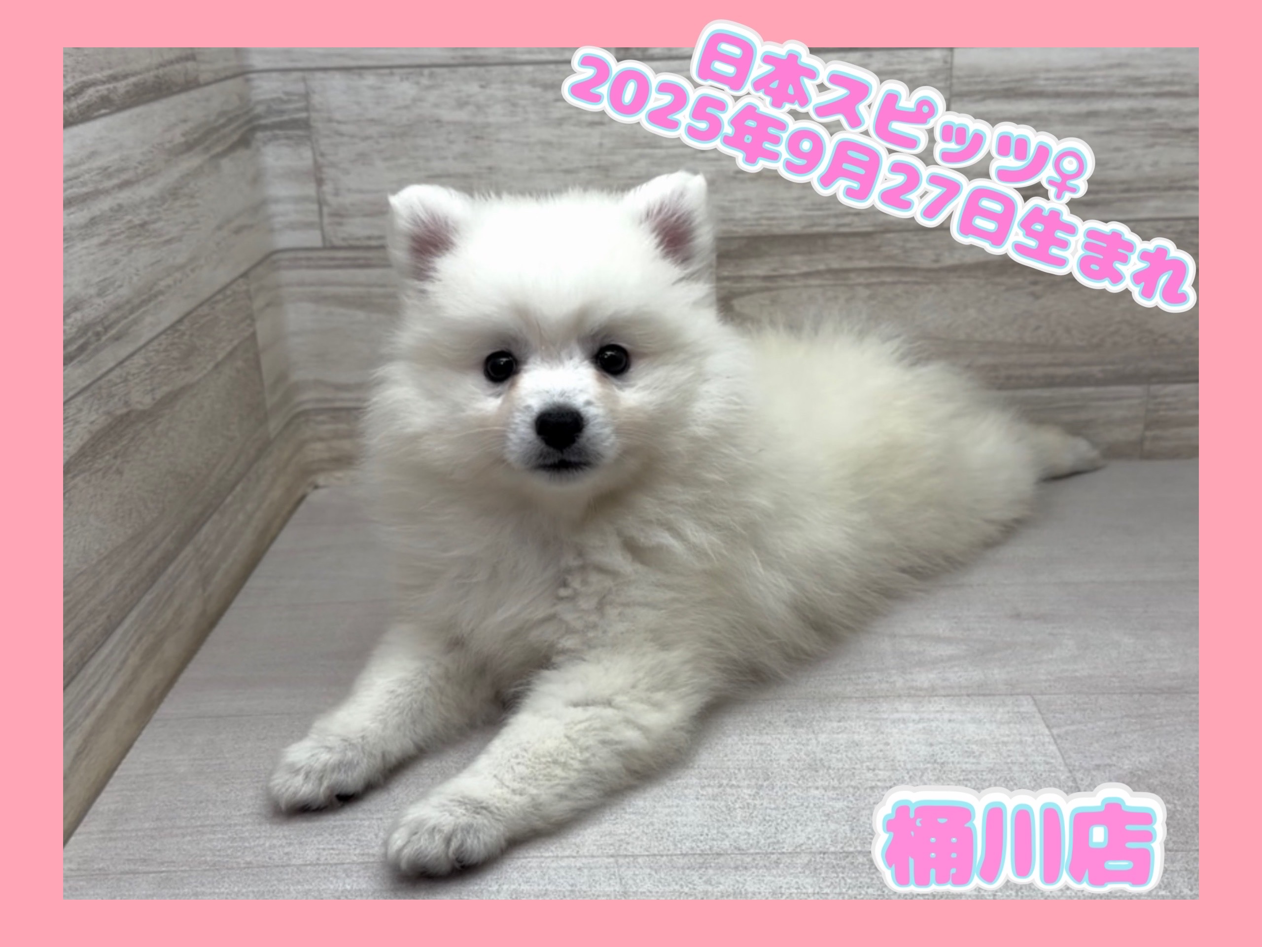 埼玉県の日本スピッツ (かねだい桶川店/2025年9月27日生まれ/女の子/ホワイト)の子犬の1枚目の画像