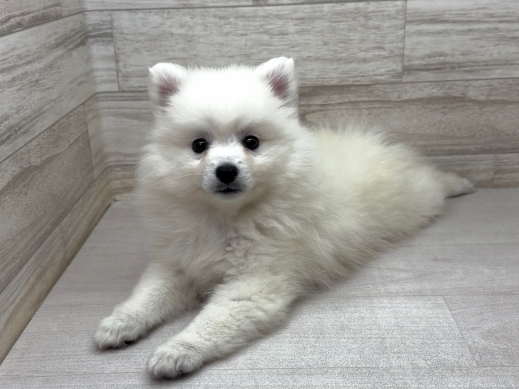 埼玉県の日本スピッツ (かねだい桶川店/2025年9月27日生まれ/女の子/ホワイト)の子犬の2枚目の画像