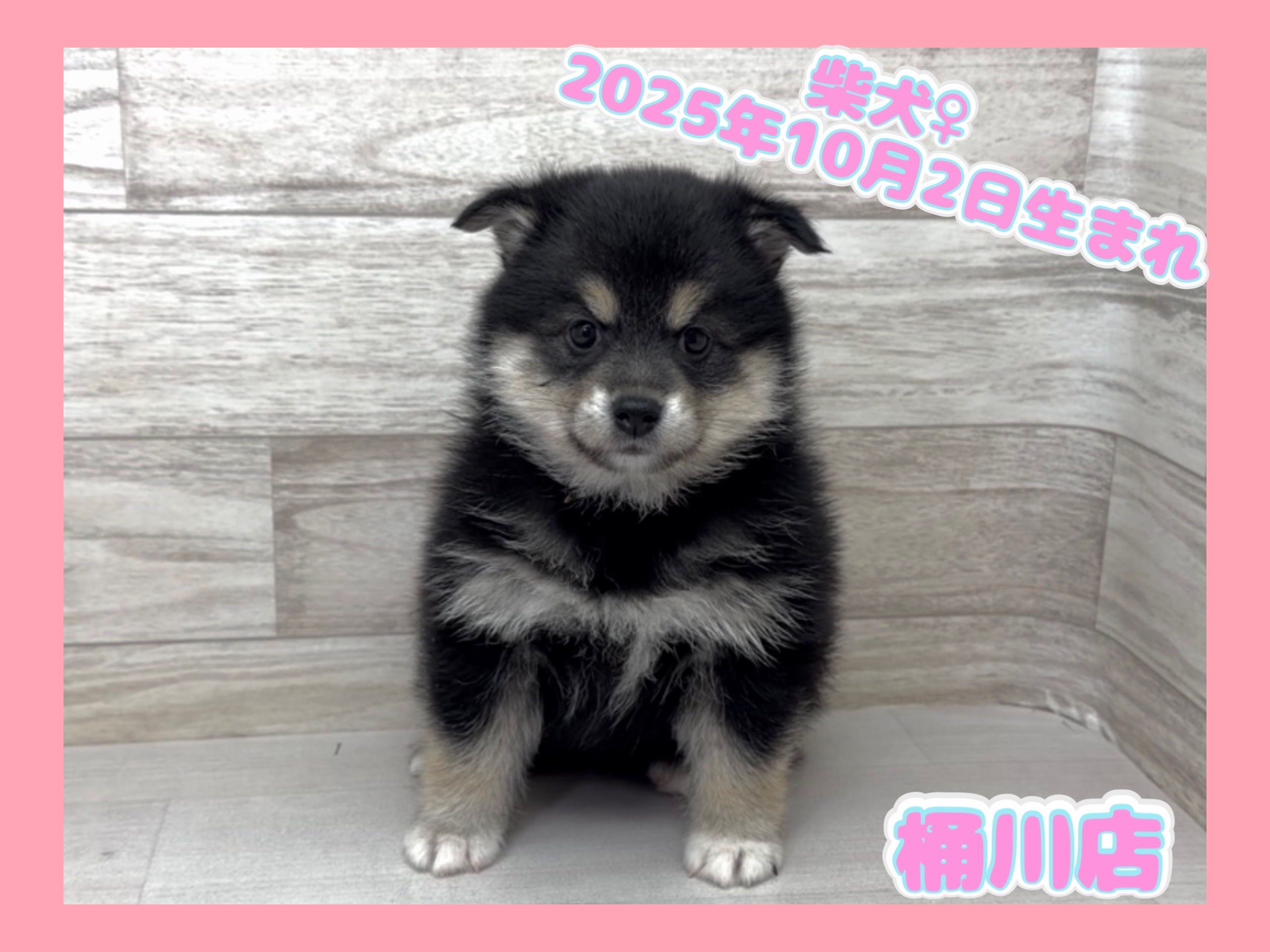 埼玉県の柴犬(標準サイズ) (かねだい桶川店/2025年10月2日生まれ/女の子/黒)の子犬の1枚目の画像