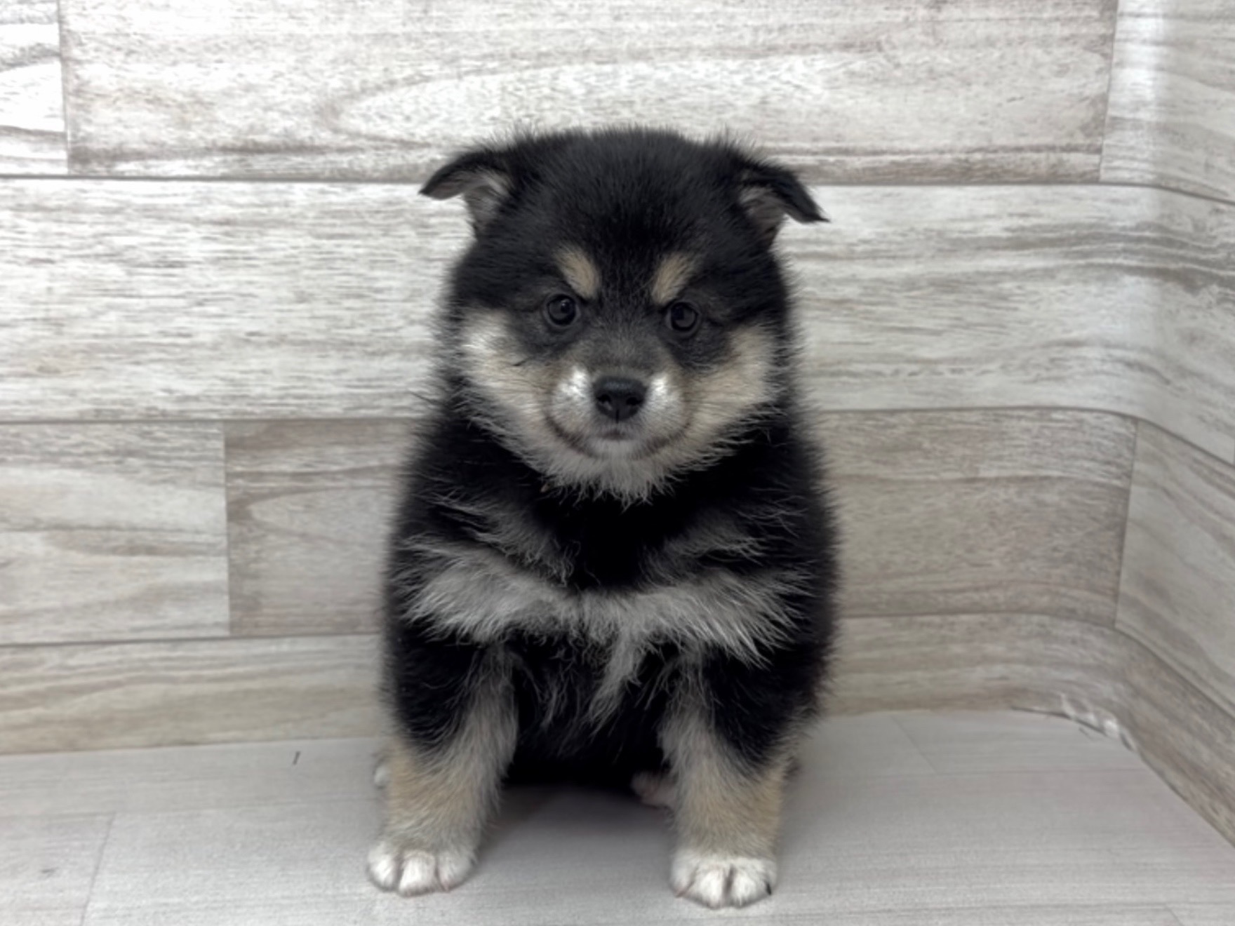 埼玉県の柴犬(標準サイズ) (かねだい桶川店/2025年10月2日生まれ/女の子/黒)の子犬の2枚目の画像