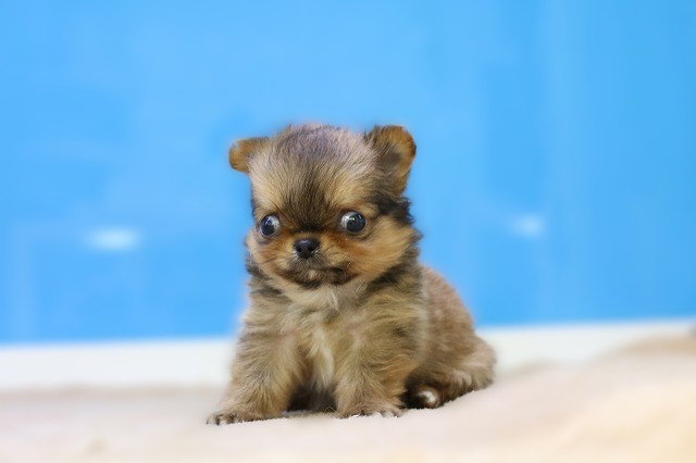 埼玉県のチワワ(ロング) (かねだい草加店/2025年9月29日生まれ/男の子/レッド)の子犬の1枚目の画像