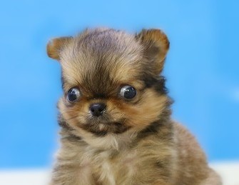 埼玉県のチワワ(ロング) (かねだい草加店/2025年9月29日生まれ/男の子/レッド)の子犬の2枚目の画像