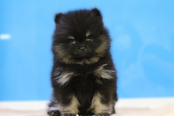 埼玉県のポメラニアン (かねだい草加店/2025年10月1日生まれ/男の子/ブラックタン)の子犬の1枚目の画像