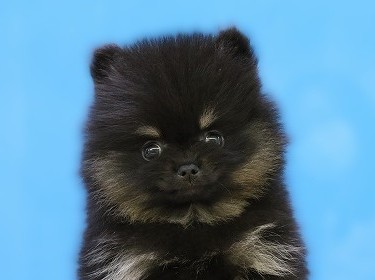 埼玉県のポメラニアン (かねだい草加店/2025年10月1日生まれ/男の子/ブラックタン)の子犬の2枚目の画像