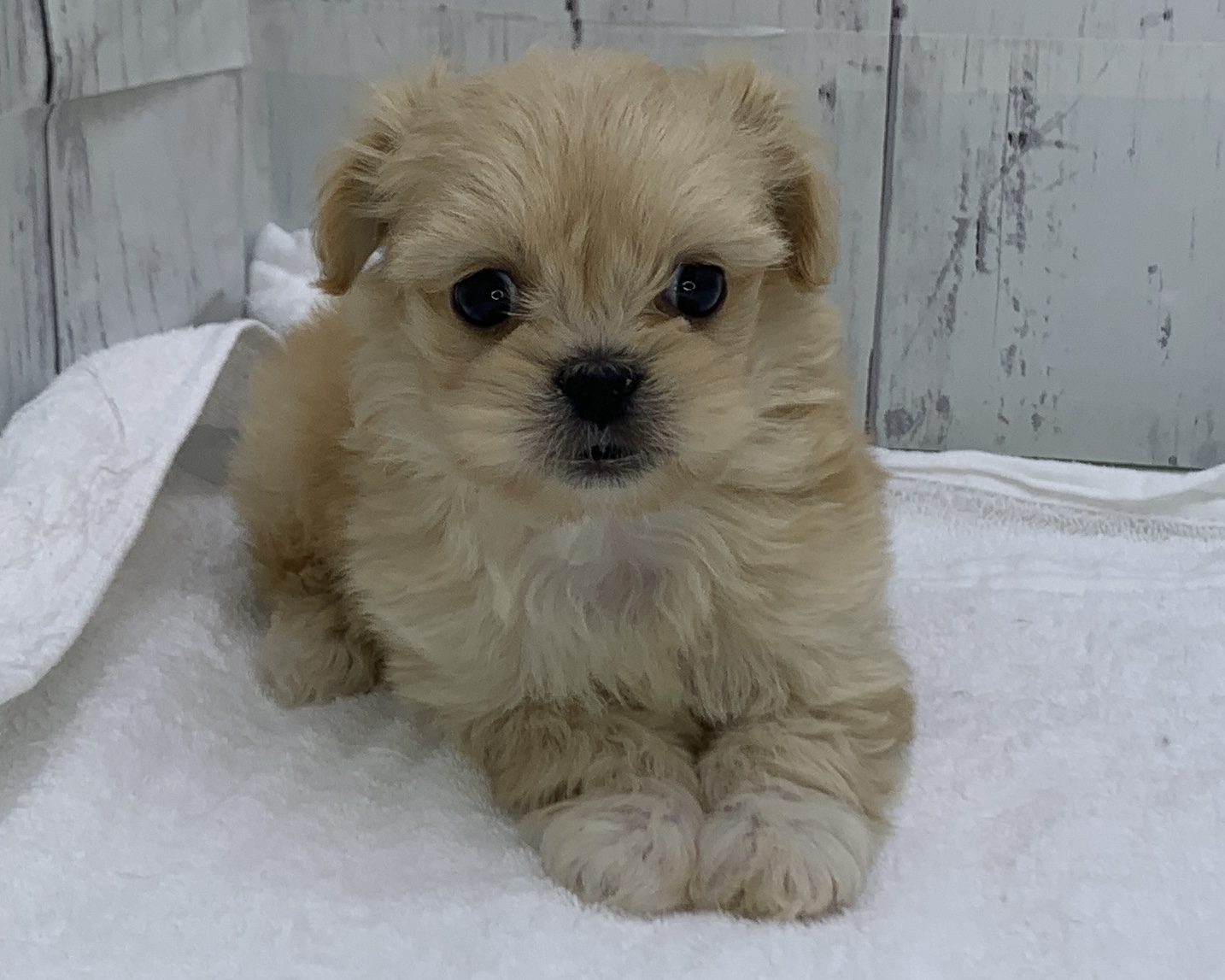 千葉県のペキプー(ペキニーズ×プードル) (かねだい千葉店/2025年10月4日生まれ/男の子/その他色)の子犬の2枚目の画像