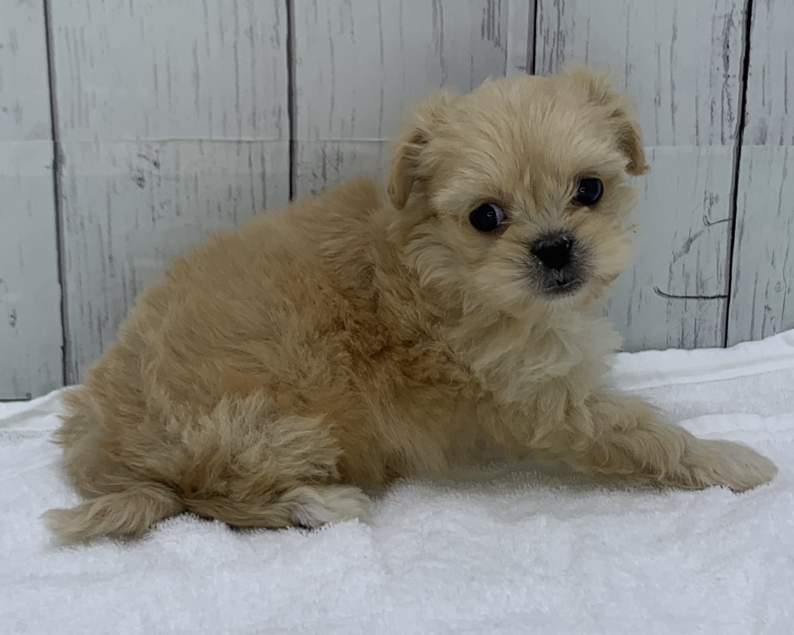 千葉県のペキプー(ペキニーズ×プードル) (かねだい千葉店/2025年10月4日生まれ/男の子/その他色)の子犬の3枚目の画像