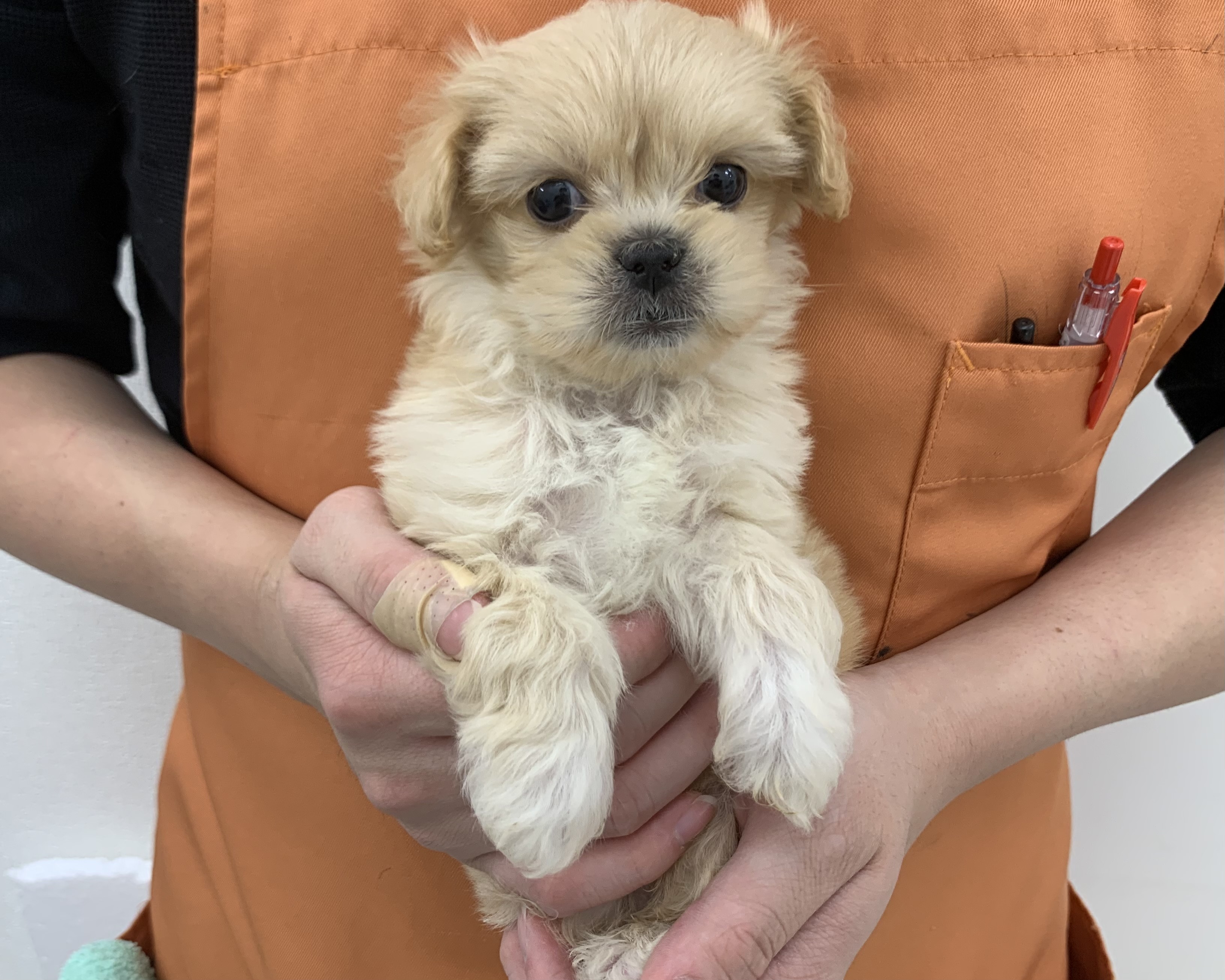 千葉県のペキプー(ペキニーズ×プードル) (かねだい千葉店/2025年10月4日生まれ/男の子/その他色)の子犬の1枚目の画像