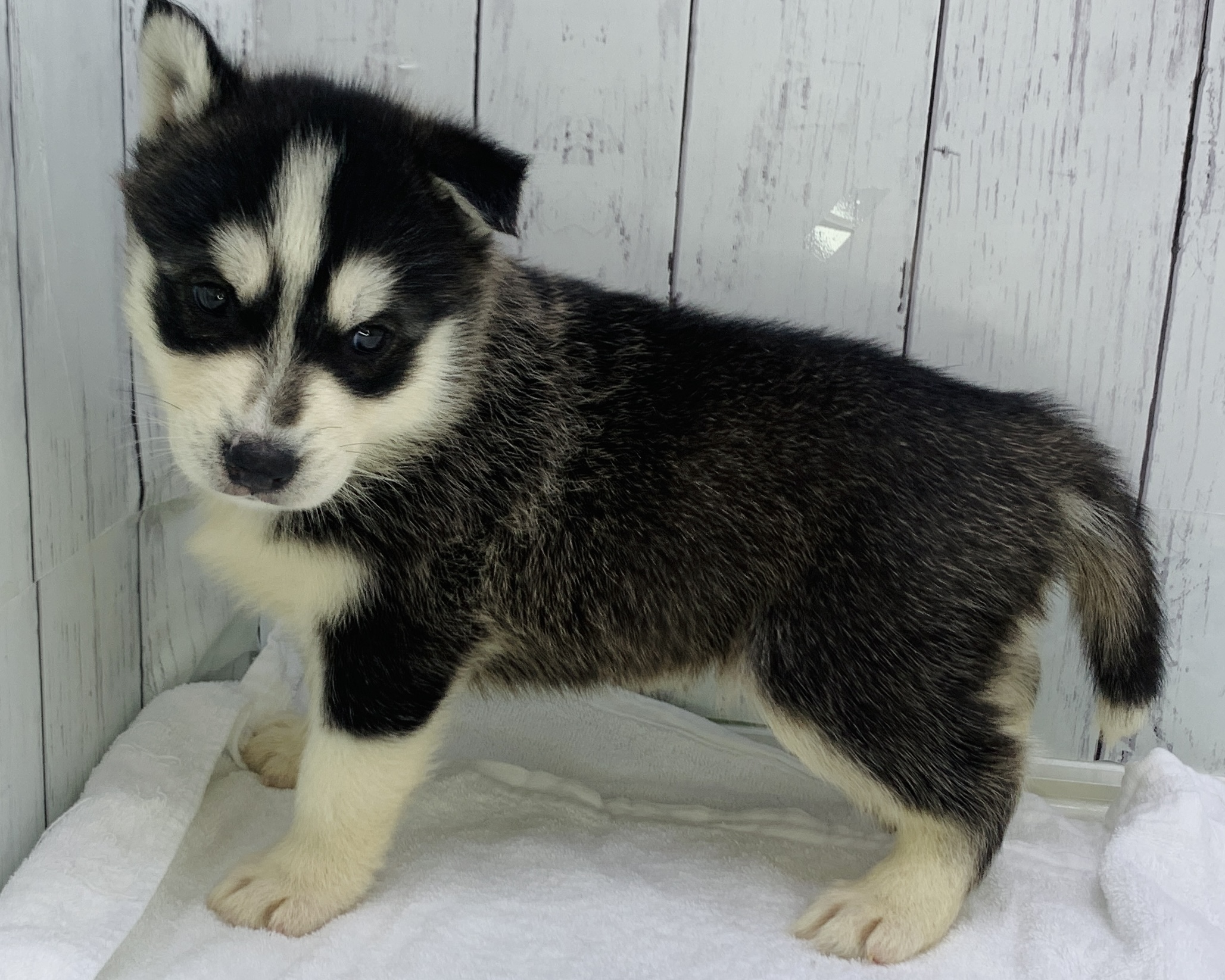 千葉県のハーフ犬・ミックス犬 (かねだい千葉店/2025年10月3日生まれ/男の子/ブラックホワイト)の子犬の2枚目の画像