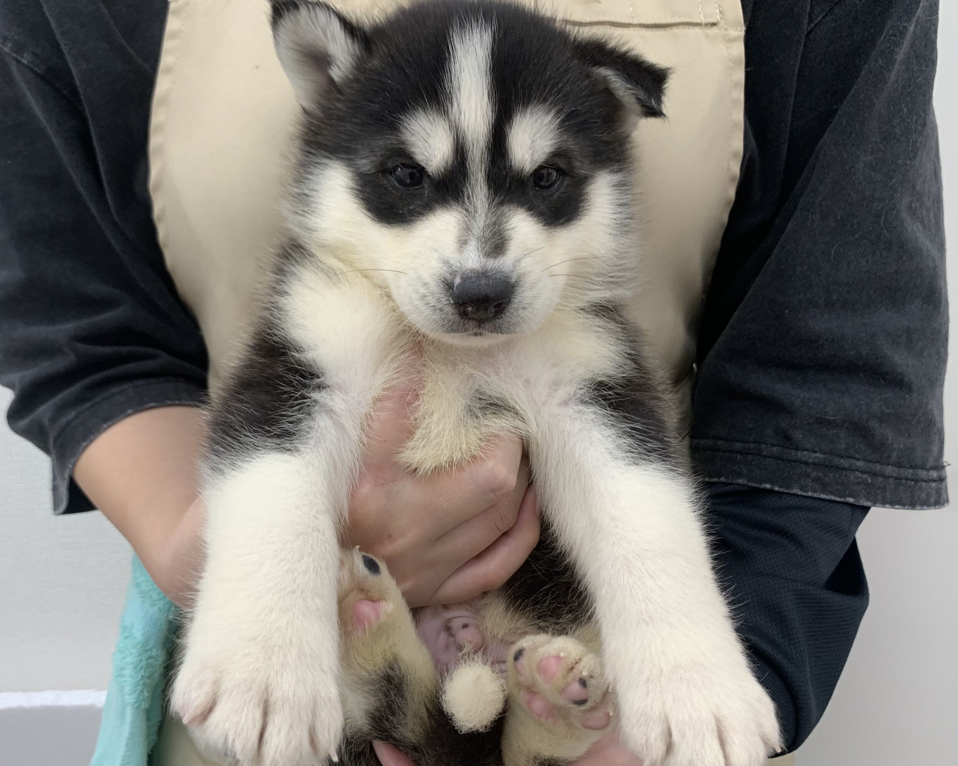 千葉県のハーフ犬・ミックス犬 (かねだい千葉店/2025年10月3日生まれ/男の子/ブラックホワイト)の子犬の1枚目の画像