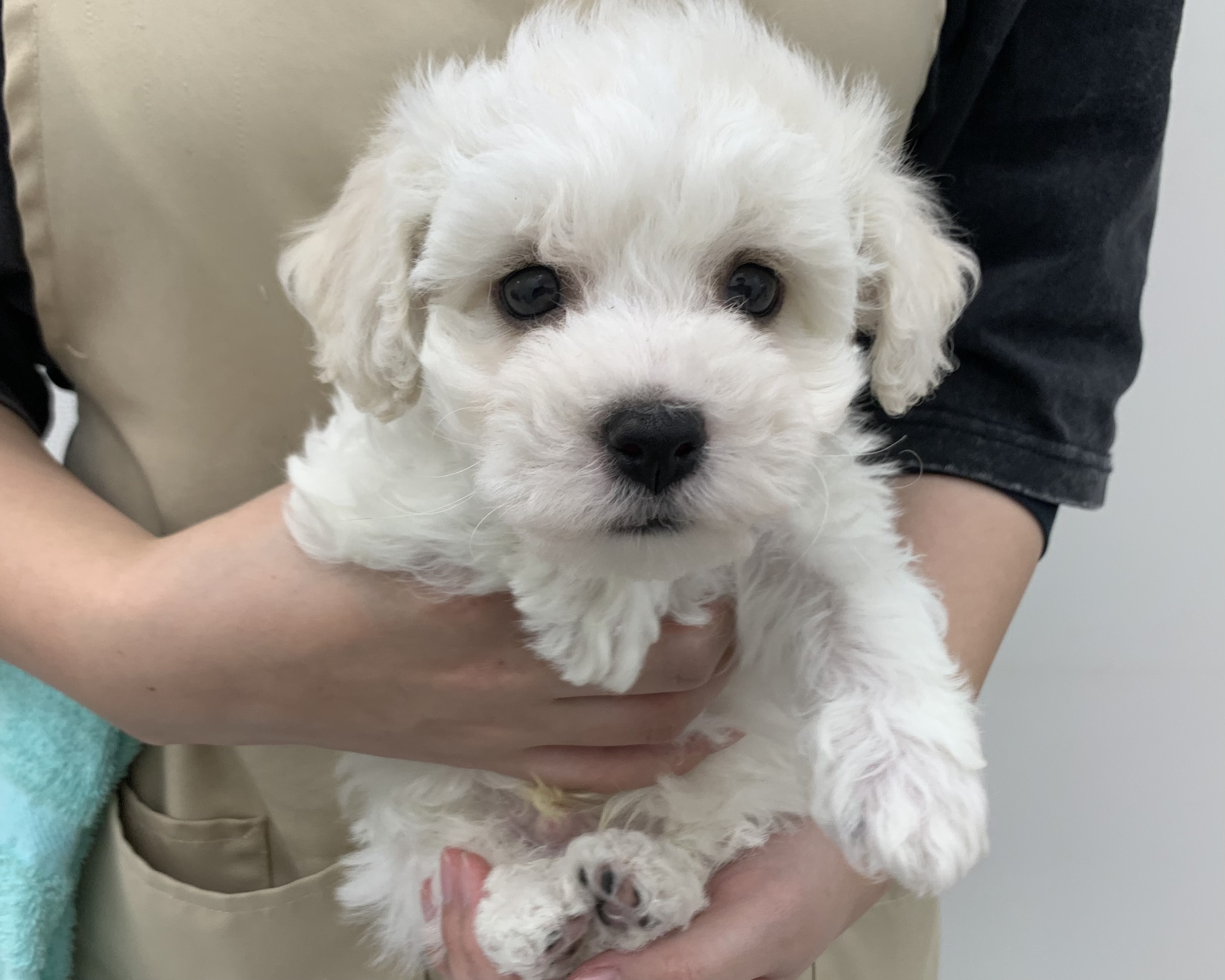 千葉県のビションフリーゼ (かねだい千葉店/2025年10月3日生まれ/男の子/ホワイト)の子犬