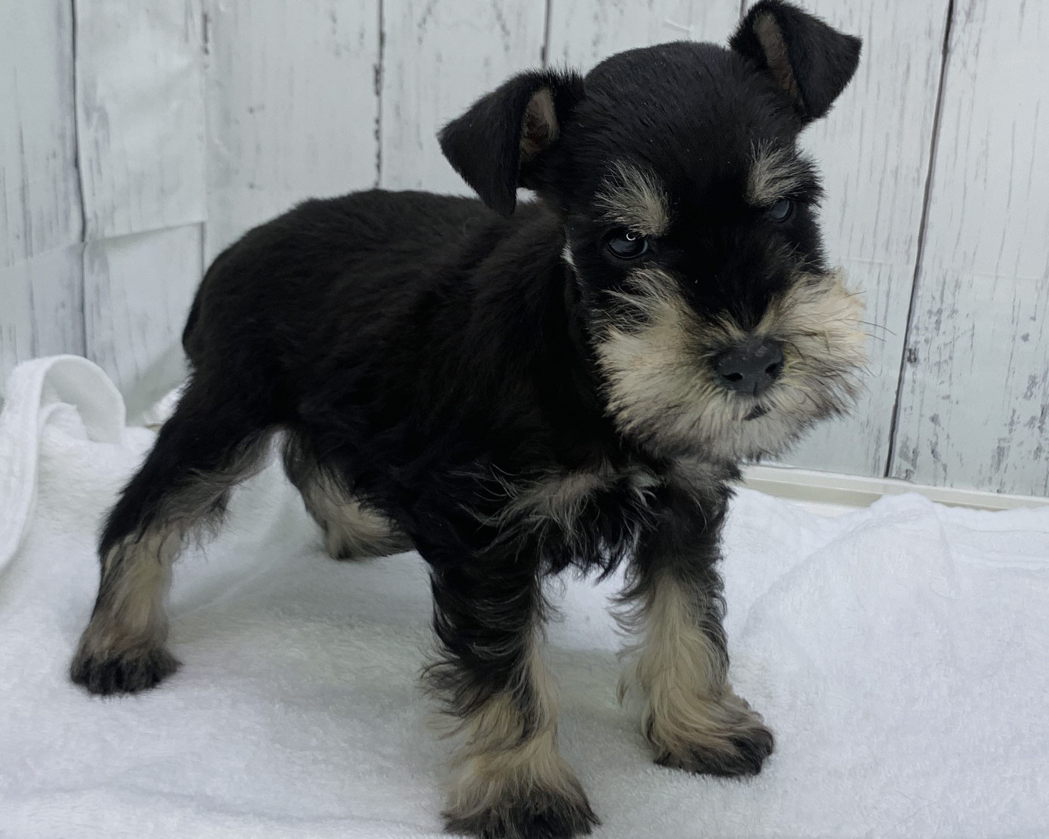 千葉県のミニチュアシュナウザー (かねだい千葉店/2025年10月1日生まれ/男の子/ブラックシルバー)の子犬の2枚目の画像