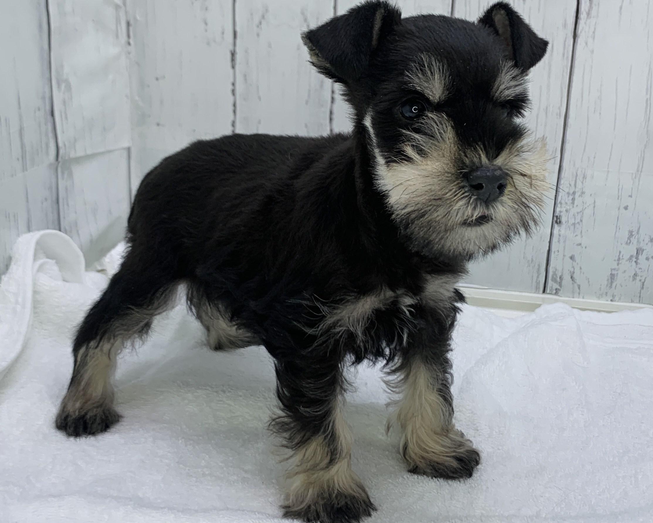 千葉県のミニチュアシュナウザー (かねだい千葉店/2025年10月1日生まれ/男の子/ブラックシルバー)の子犬の3枚目の画像
