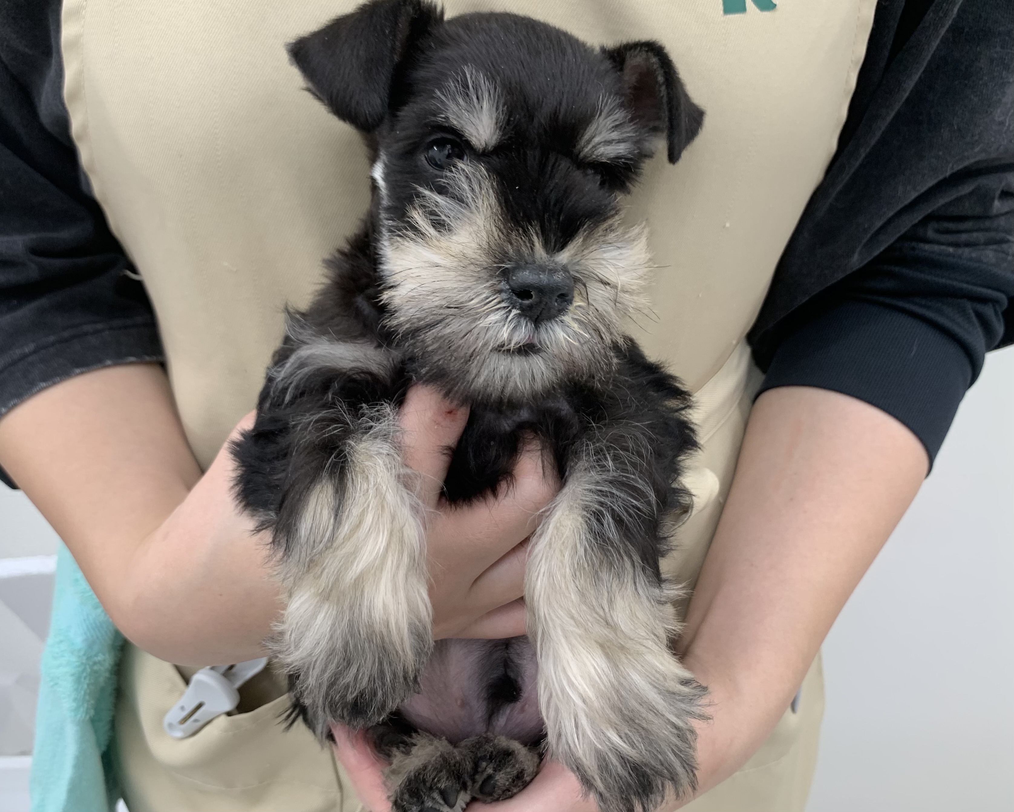 千葉県のミニチュアシュナウザー (かねだい千葉店/2025年10月1日生まれ/男の子/ブラックシルバー)の子犬の1枚目の画像