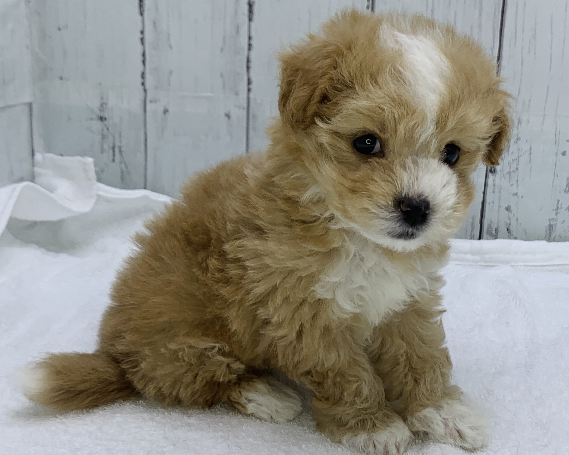千葉県のマルプー(マルチーズ×プードル) (かねだい千葉店/2025年10月4日生まれ/男の子/アプリコット)の子犬の2枚目の画像
