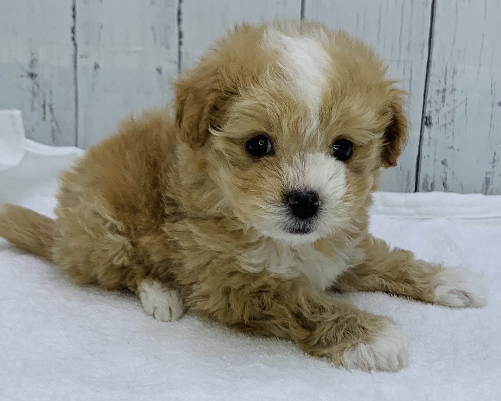 千葉県のマルプー(マルチーズ×プードル) (かねだい千葉店/2025年10月4日生まれ/男の子/アプリコット)の子犬の3枚目の画像