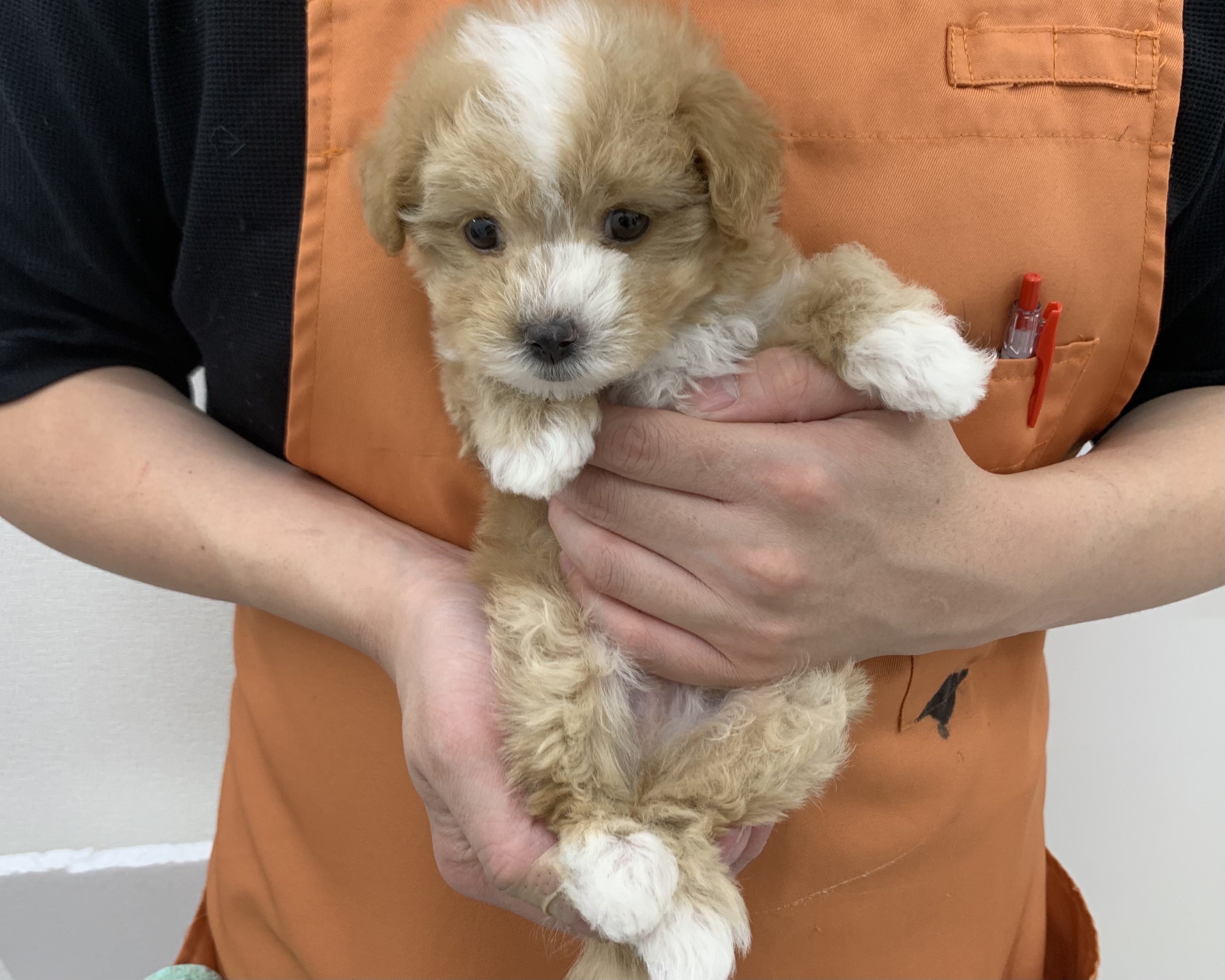 千葉県のマルプー(マルチーズ×プードル) (かねだい千葉店/2025年10月4日生まれ/男の子/アプリコット)の子犬の1枚目の画像